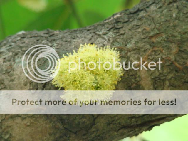 假柿木姜子,假柿树 litsea monopetala 樟科(小乔木)